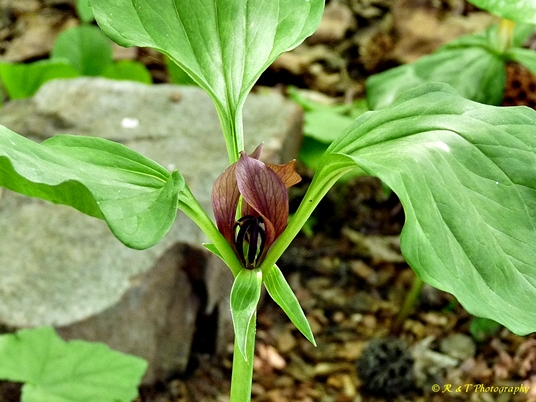 {Trillium recurvatum}
